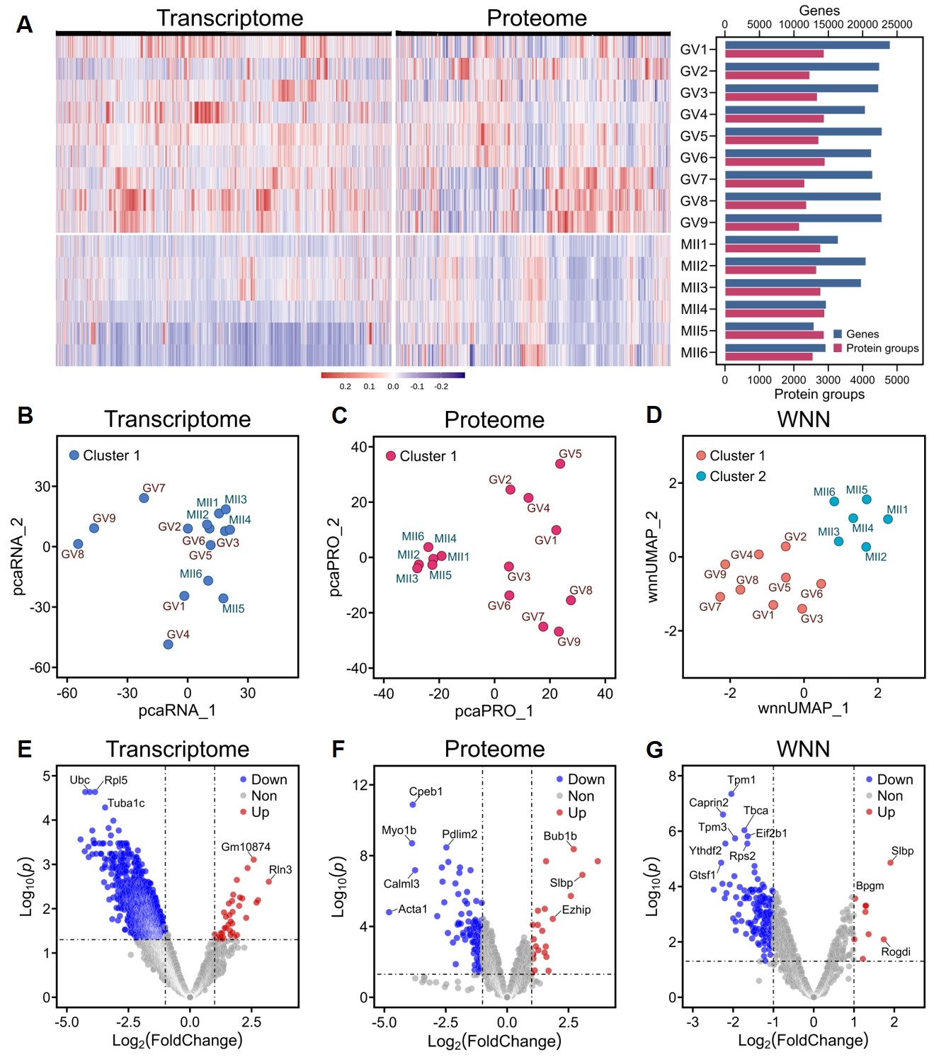 Simultaneous Transcriptome And Proteome Profiling In A Single Mouse