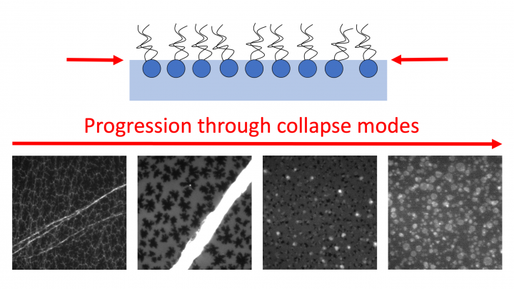Exploring the monolayer collapse phase diagram by tuning composition of ...