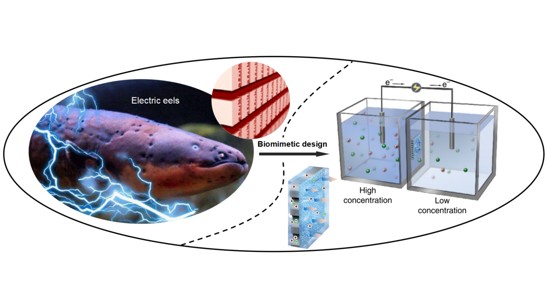 Biomimetic nanochannel membranes for high-performance osmotic energy ...