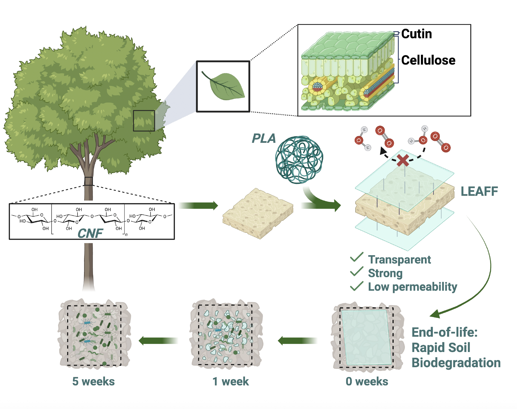 Design of biomimetic multilayer films to empower biodegradation of ...