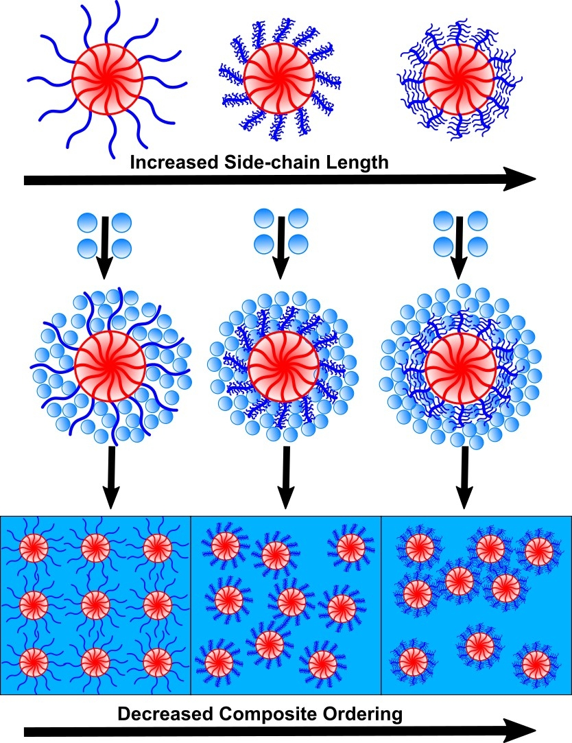 Equilibrium and kinetically controlled mixtures of polymers and ...