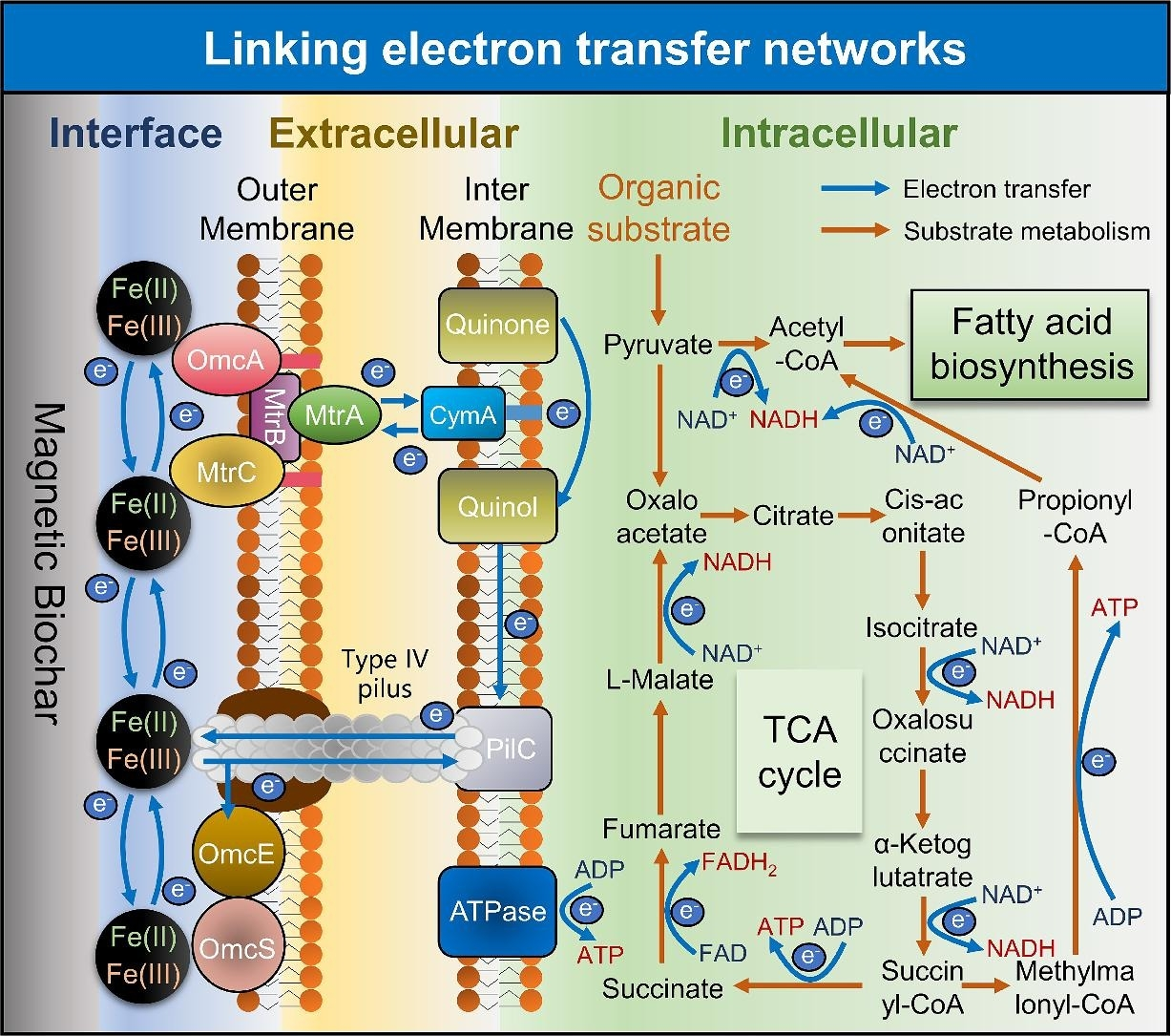 Multi-level electron transfer driven by magnetic biochar promotes SCFA ...