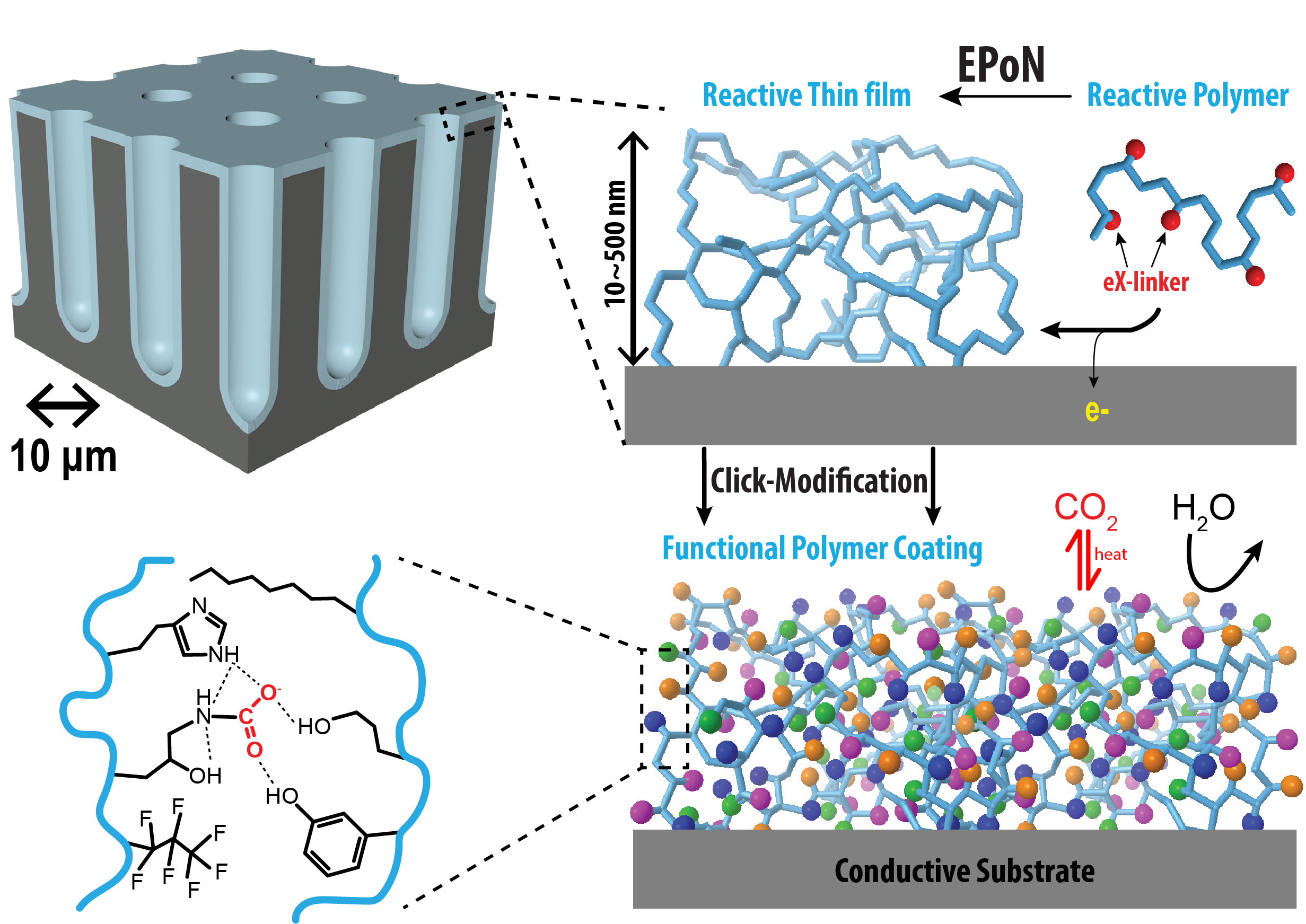 Electrodeposition and functionalization of reactive polymer thin films ...