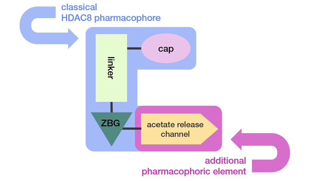 Hdac8 Synthesis of novel HDAC8 inhibitors for the treatment of kidney ...