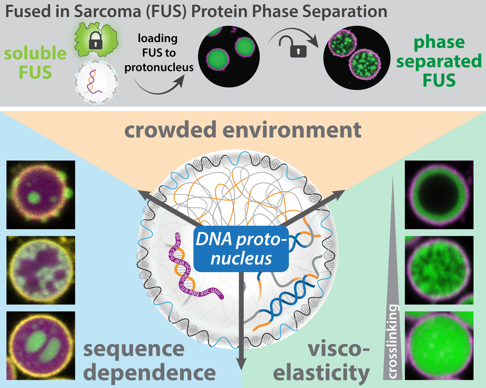 Protonuclei: Synthetic DNA condensates explore protein phase separation ...