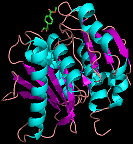 Computational modeling of petase active site dynamics for enhanced ...