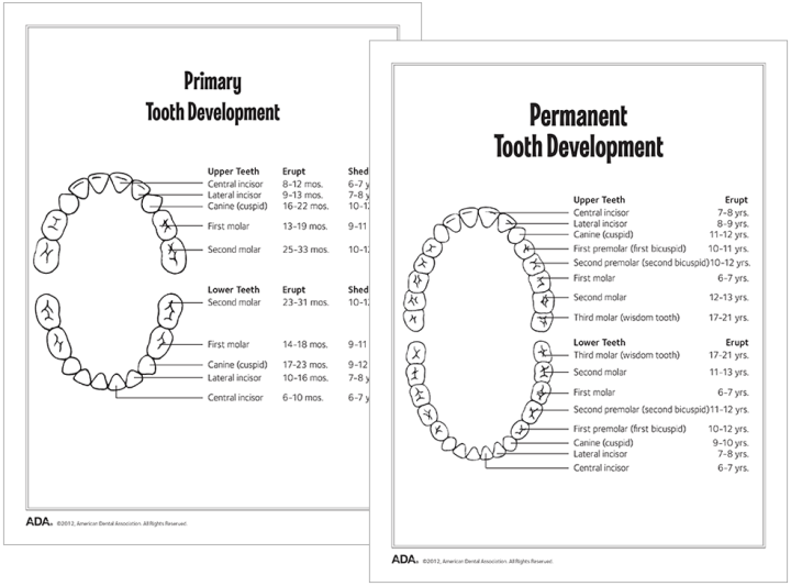 Tooth Eruption Charts Download American Dental Association