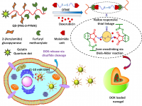 Fluorescence active glycopolymer nanogel for redox responsive delivery ...