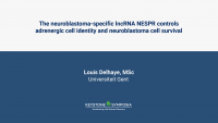 The neuroblastoma-specific lncRNA NESPR controls adrenergic cell ...