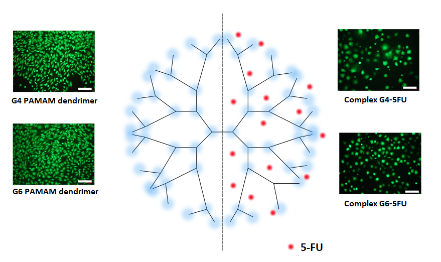 PAMAM dendrimers as nanocarriers for 5-fluorouracil: effectiveness of ...