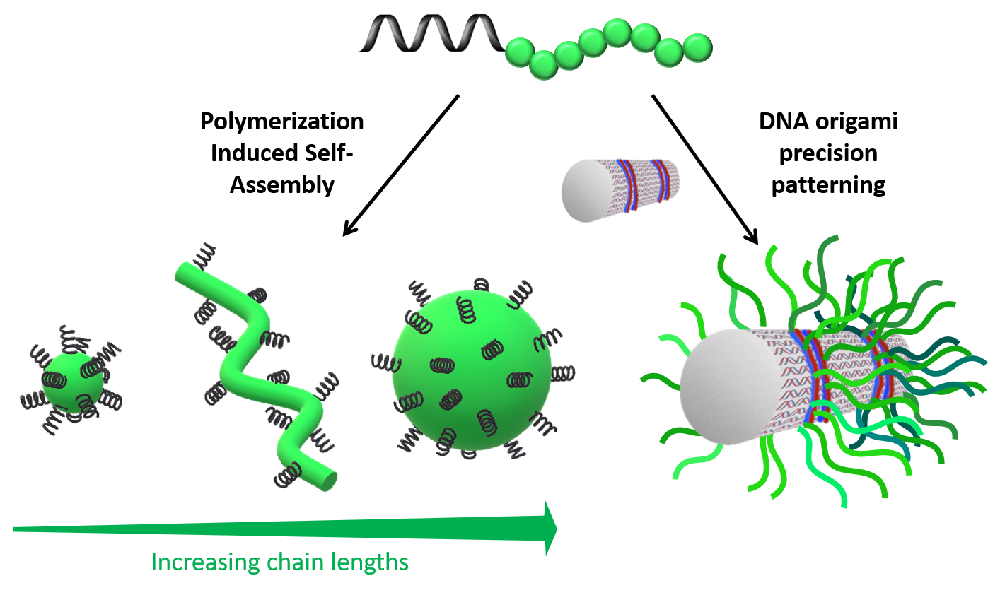 DNA-polymer conjugates: Self-assembly of precision nanostructures with ...