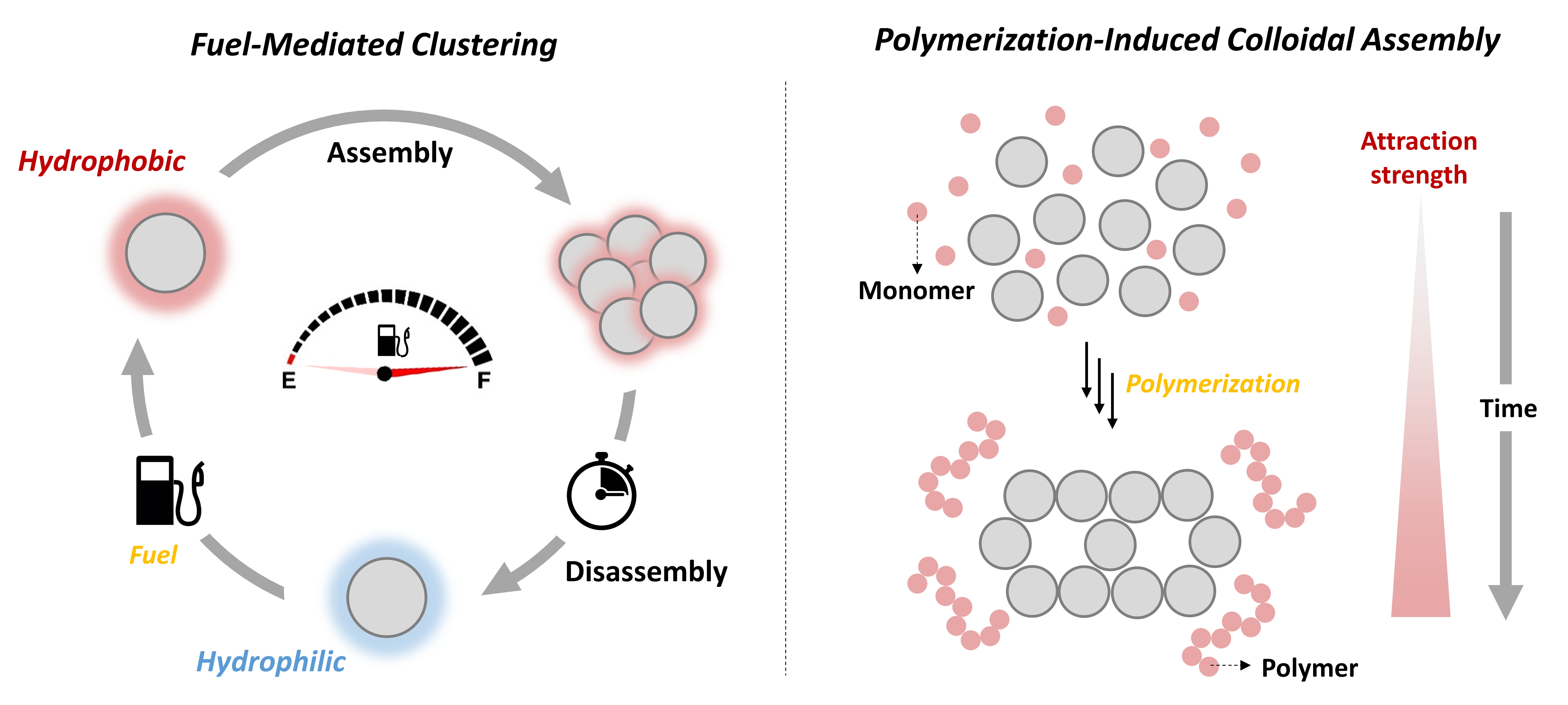 Schematic representations of fuel-driven and polymerization-induced colloidal assembly.