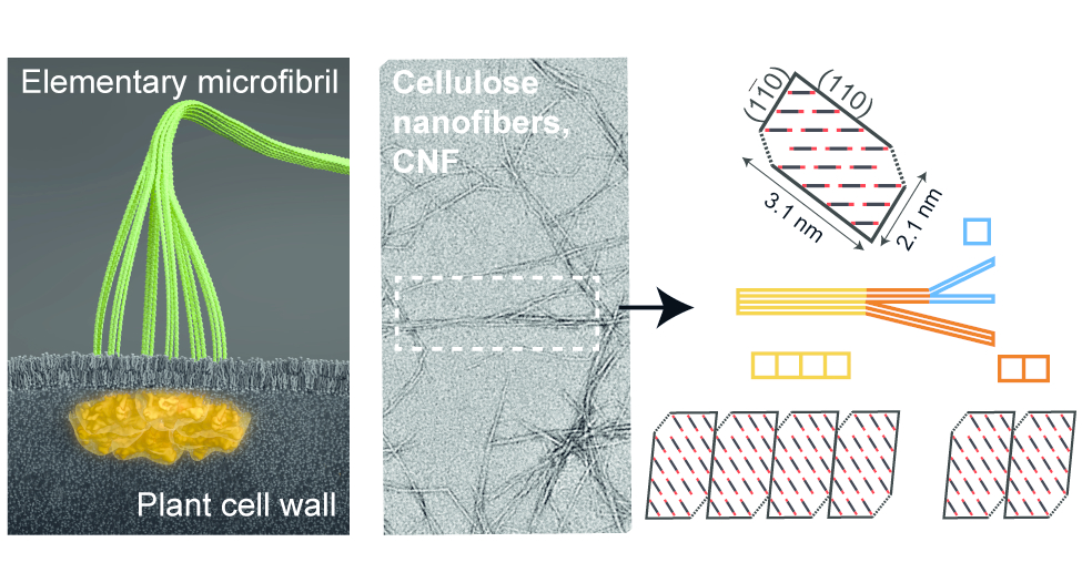 Cellulose nanofibers (CNFs) are analyzed through X-ray scattering and assuming cross-sectional aggregation of 18-chain elementary microfibrils.<br /> Image from T. Rosén <i>et al.</i>, <i>ACS Nano</i> (2020), <b>14</b>(12), 16743–16754