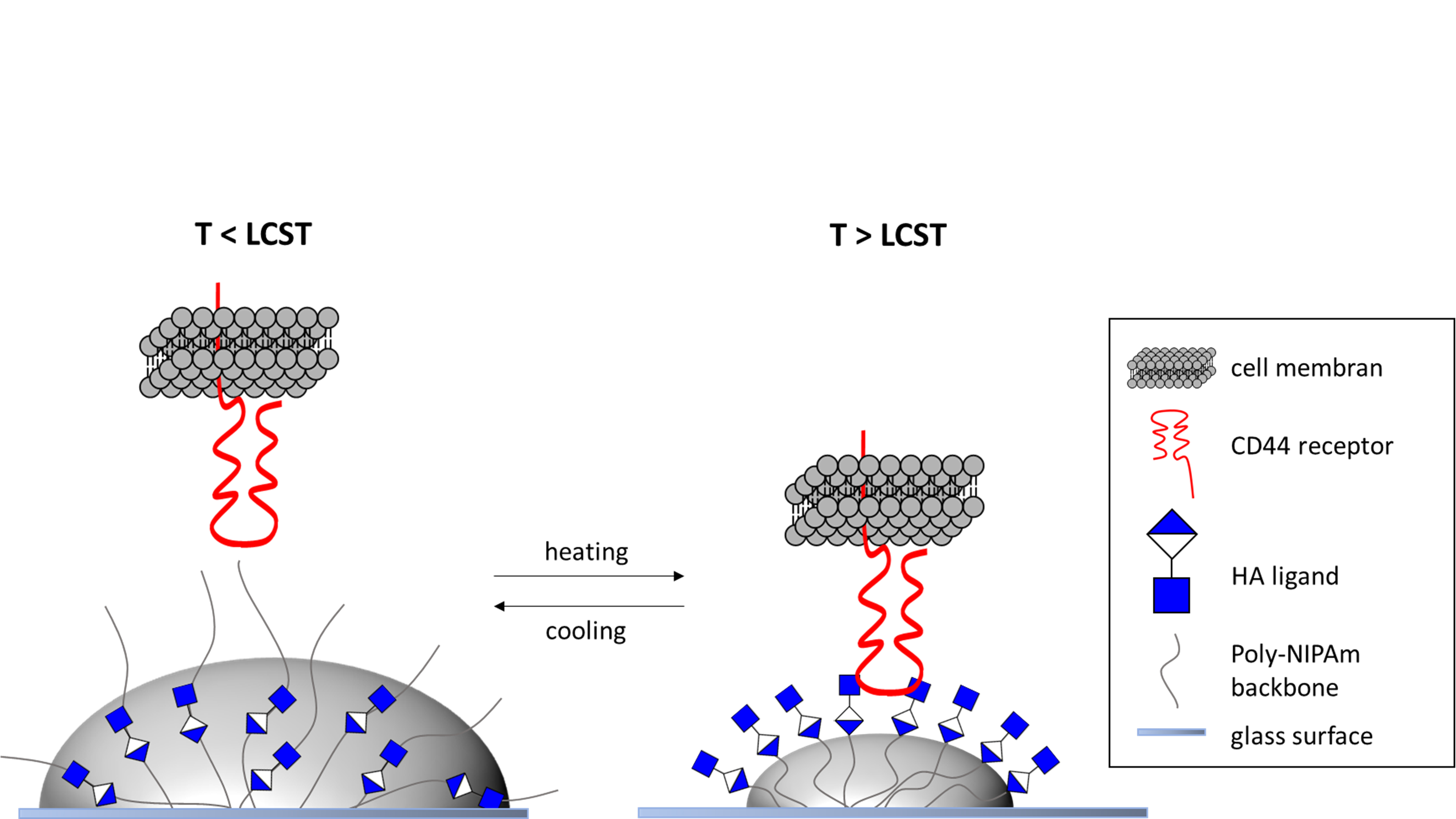 Schematic representation of the temperature-dependent binding of CD44 receptors to hyaluronic acid-functionalized PNIPAm microgels below (left) and above (right) the LCST. The microgels were coated on a glass plate. Above the LCST, the microgels are collapsed and become hydrophobic, which leads to an increase in hyaluronic acid density at the microgel surface. As a result, the CD44 receptor can bind specifically better to this ligand.