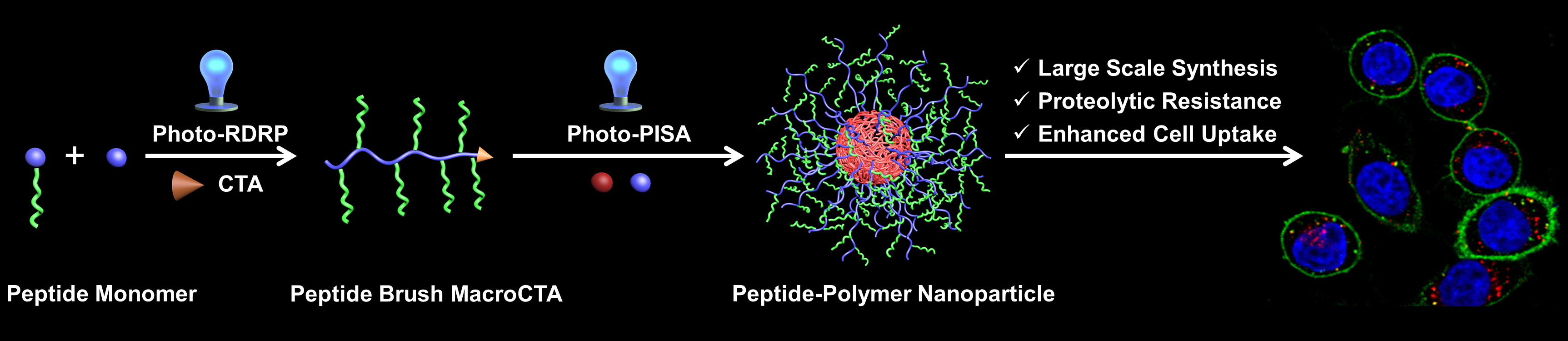 Modular synthesis of therapeutic peptide brush polymer nanoparticles ...