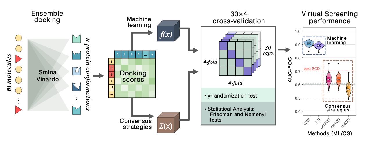 Combining ensemble docking and machine learning to improve structure ...