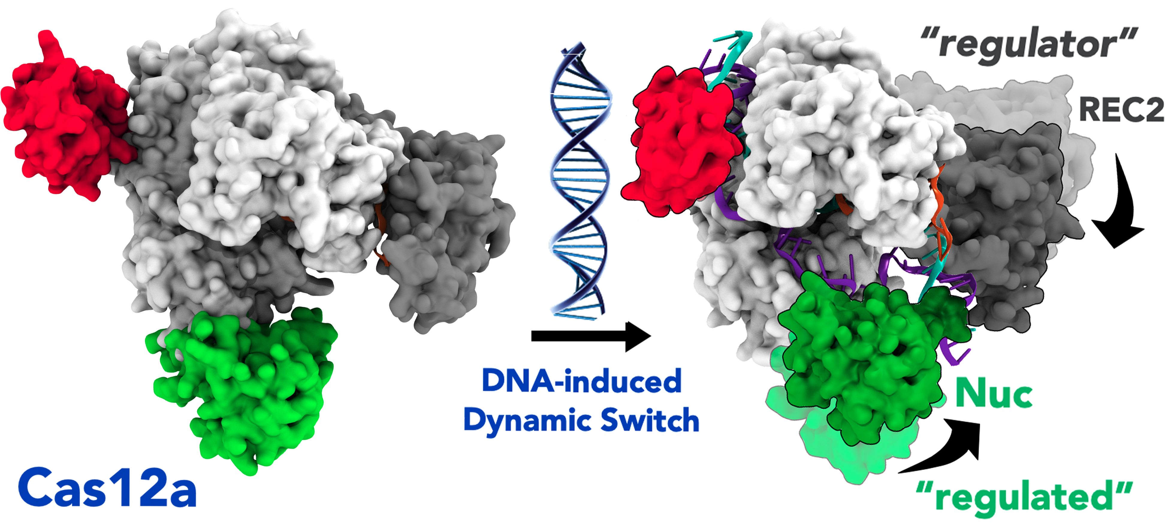 Cas 12