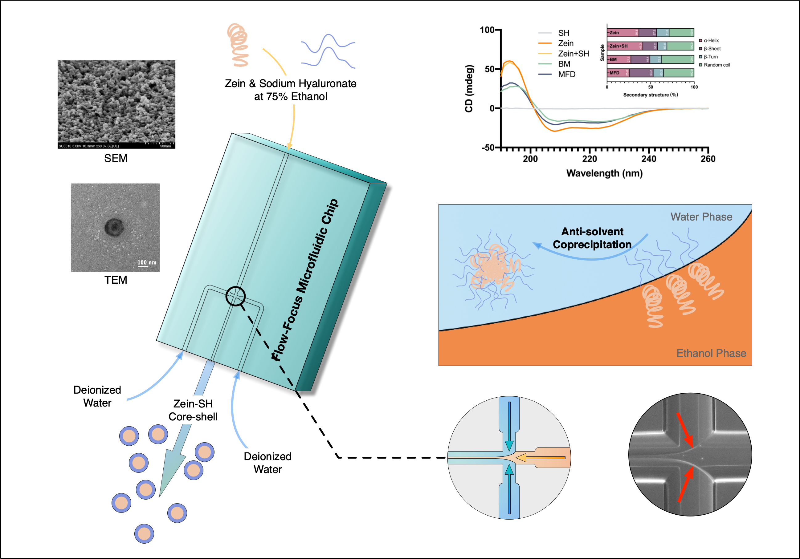 Co-assembly of zein and sodium hyaluronate to form core-shell colloidal ...