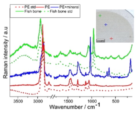 Potential use of Raman microscope for the detection and identification ...