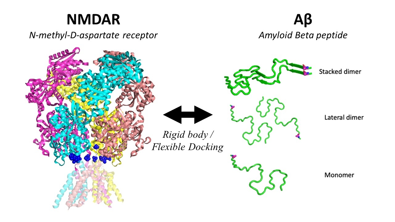Predicting interactions of Aβ and the NMDA receptor using molecular ...