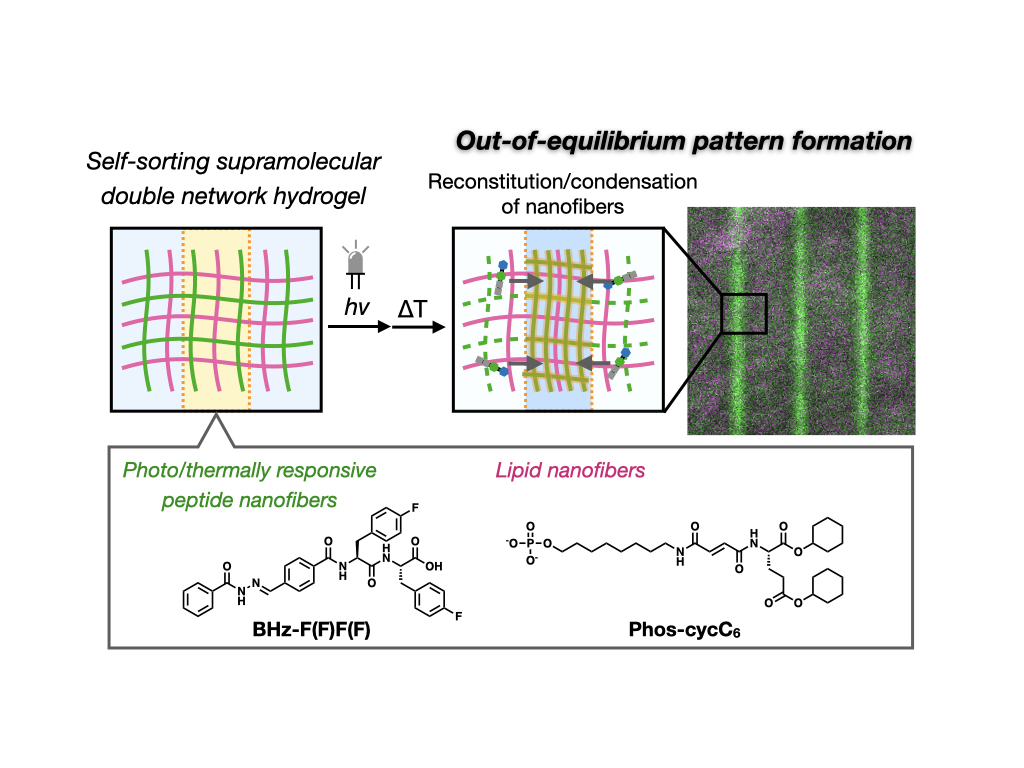 Optically triggered out-of-equilibrium patterns of supramolecular ...