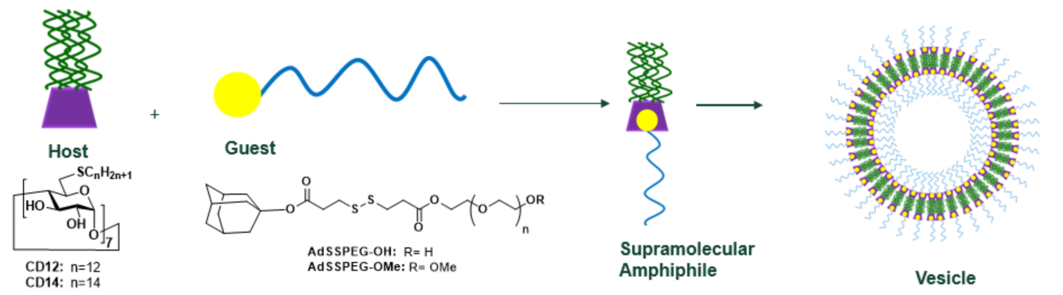 glutathione photosensitivity Characterization of glutathione-sensitive vesicles prepared from supramolecular amphiphiles BESTVITE L-Glutathione 500mg (60 Net Weight:10mg filter-category:  Provenance