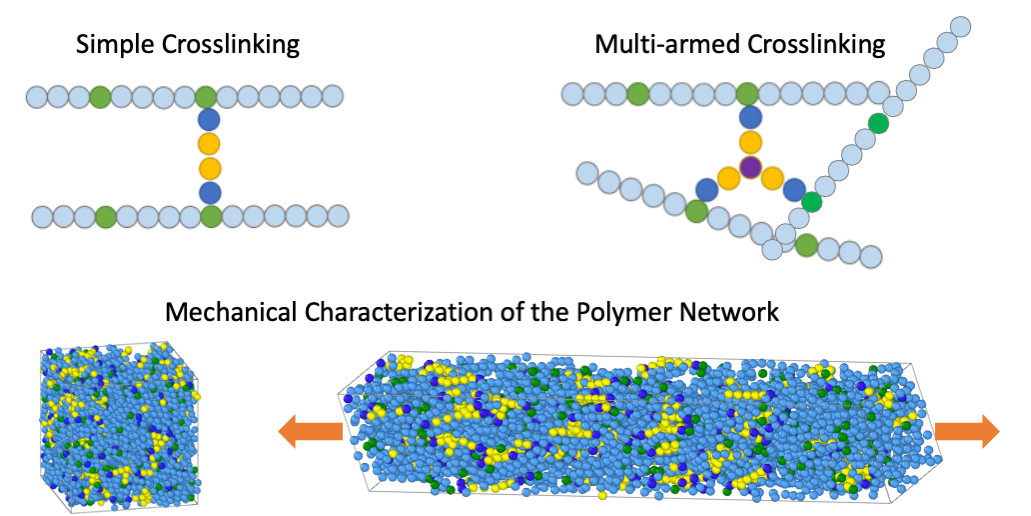 Network Polyesters Mechanical performance of multi-armed crosslinked polymer networks ...