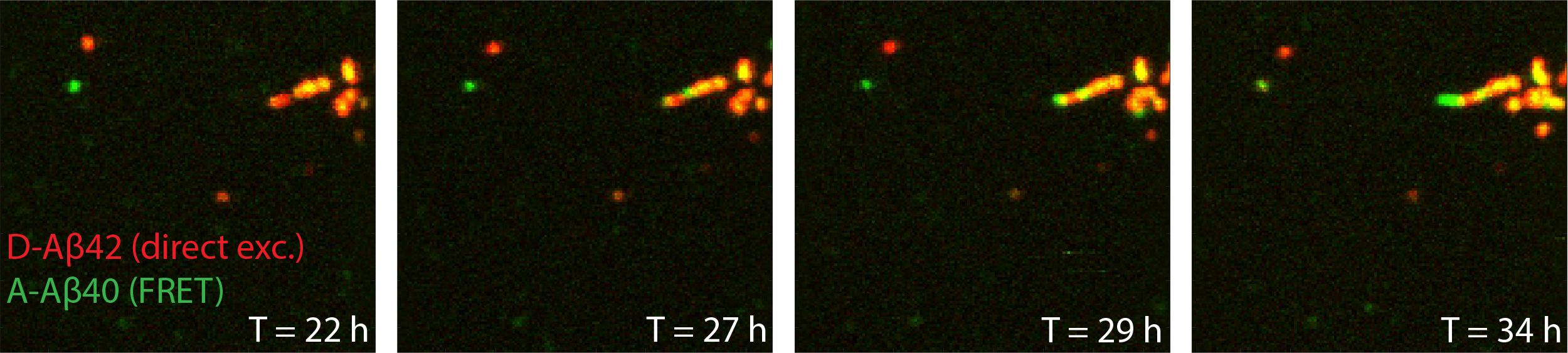 Direct observation of the assembly of mixed Amyloid β 40 and 42 fibrils ...