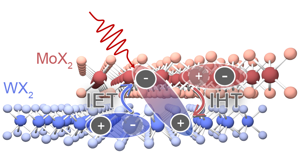 Disentangling of interlayer electron and hole transfer dynamics in a ...