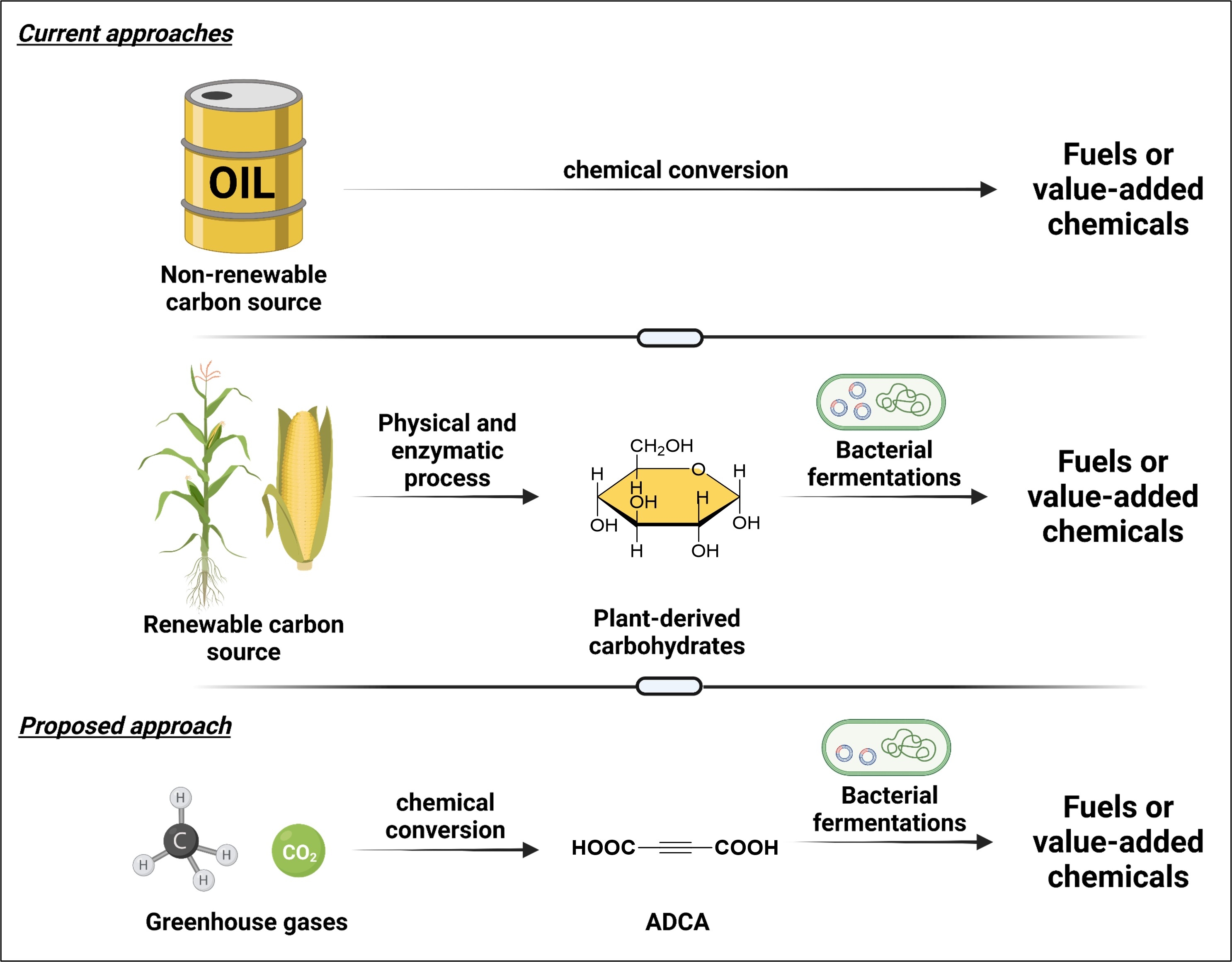 Acetylene dicarboxylate as a feedstock for E. coli growth: Identification  of proteins implicated in transport and metabolism - American Chemical  Society