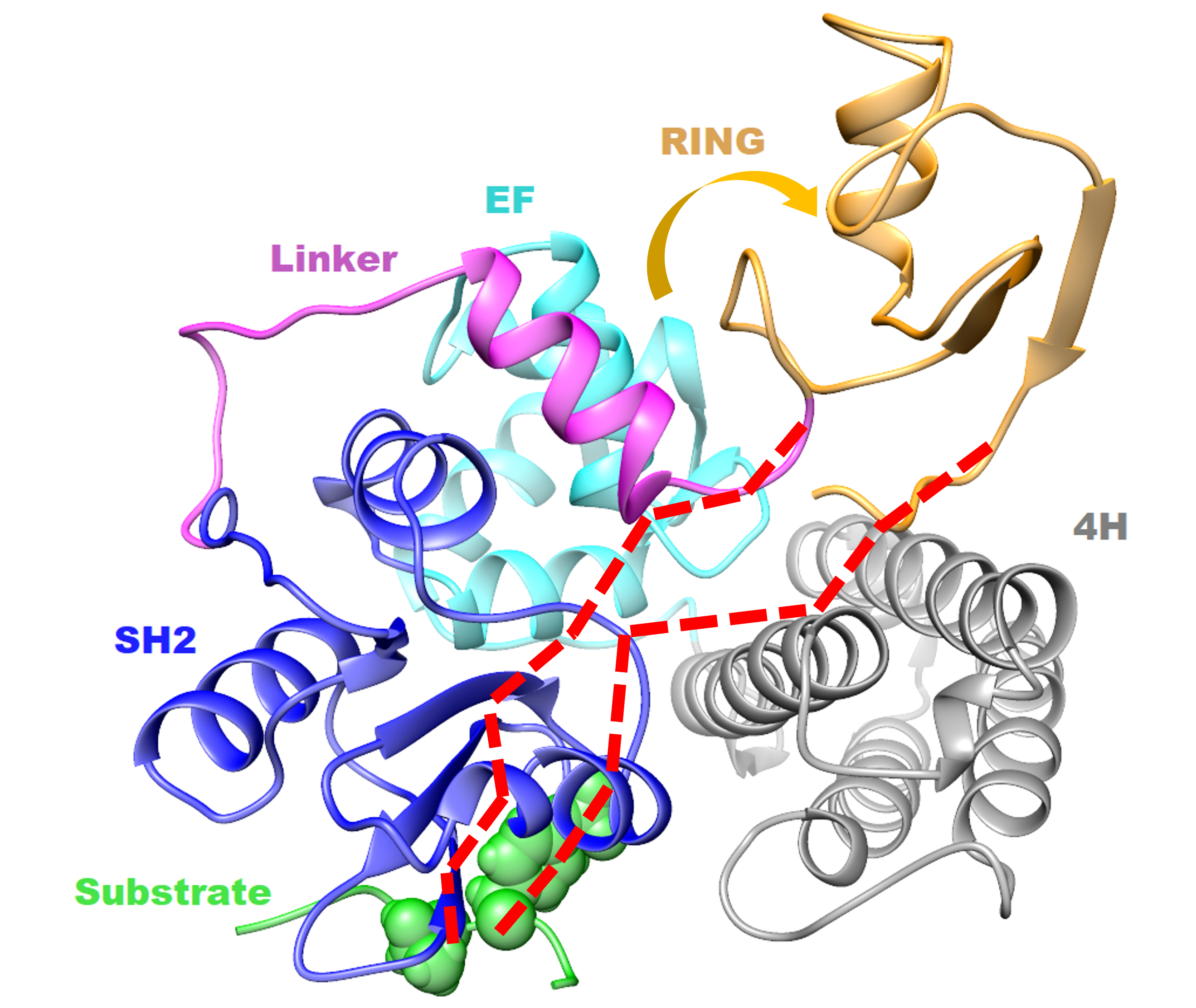 Figure. Two major pathways of allosteric signal transduction from the substrate-binding site to the RING.