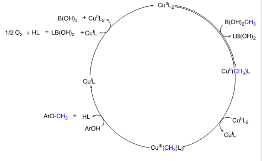<b>General Chan-Evans-Lam Mechanism and oxidative cross coupling reaction </b>