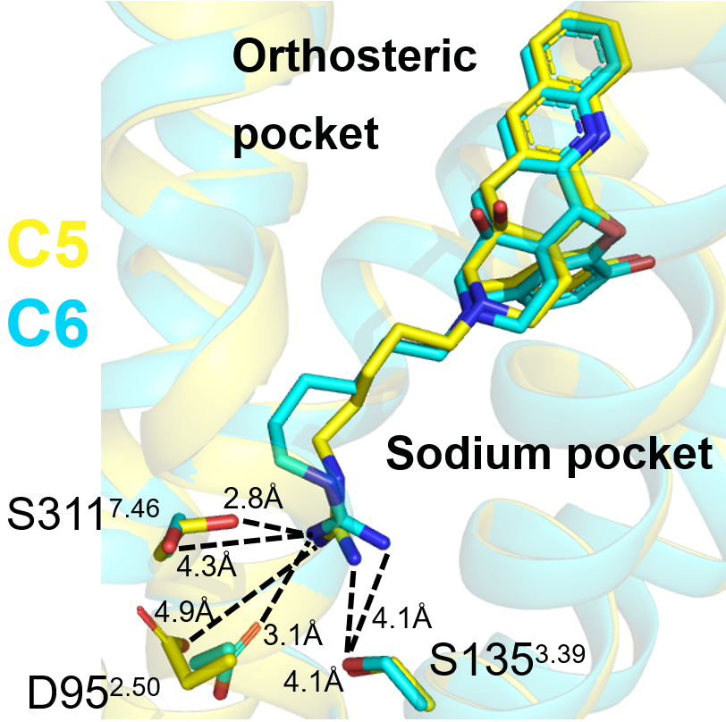Structure based design of delta opioid receptor bitopic agonist ...