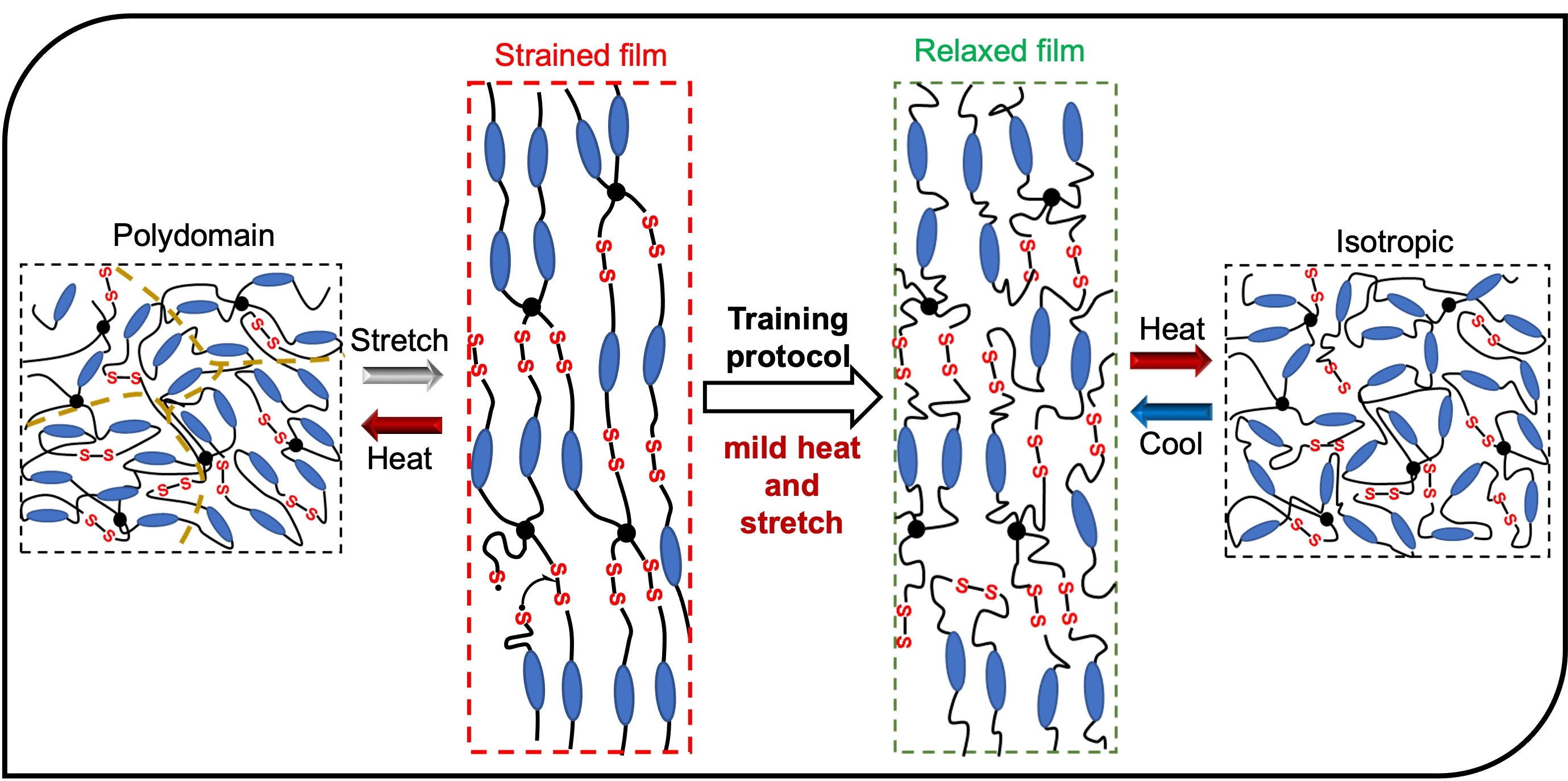 trainable-soft-materials-using-dynamic-liquid-crystal-elastomers