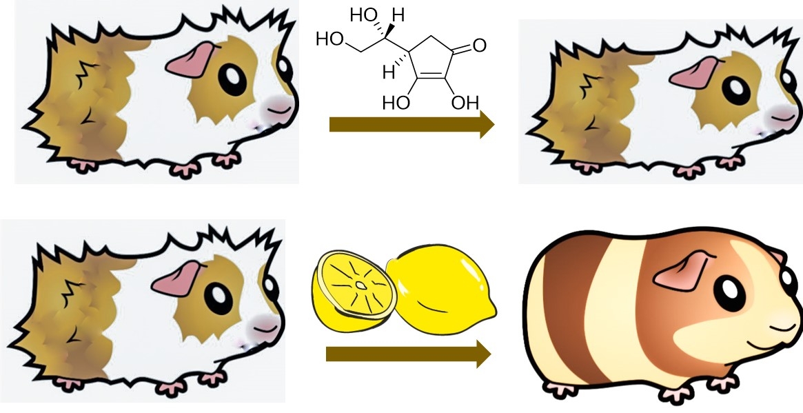 Vitamin P: Its perplexing history - American Chemical Society