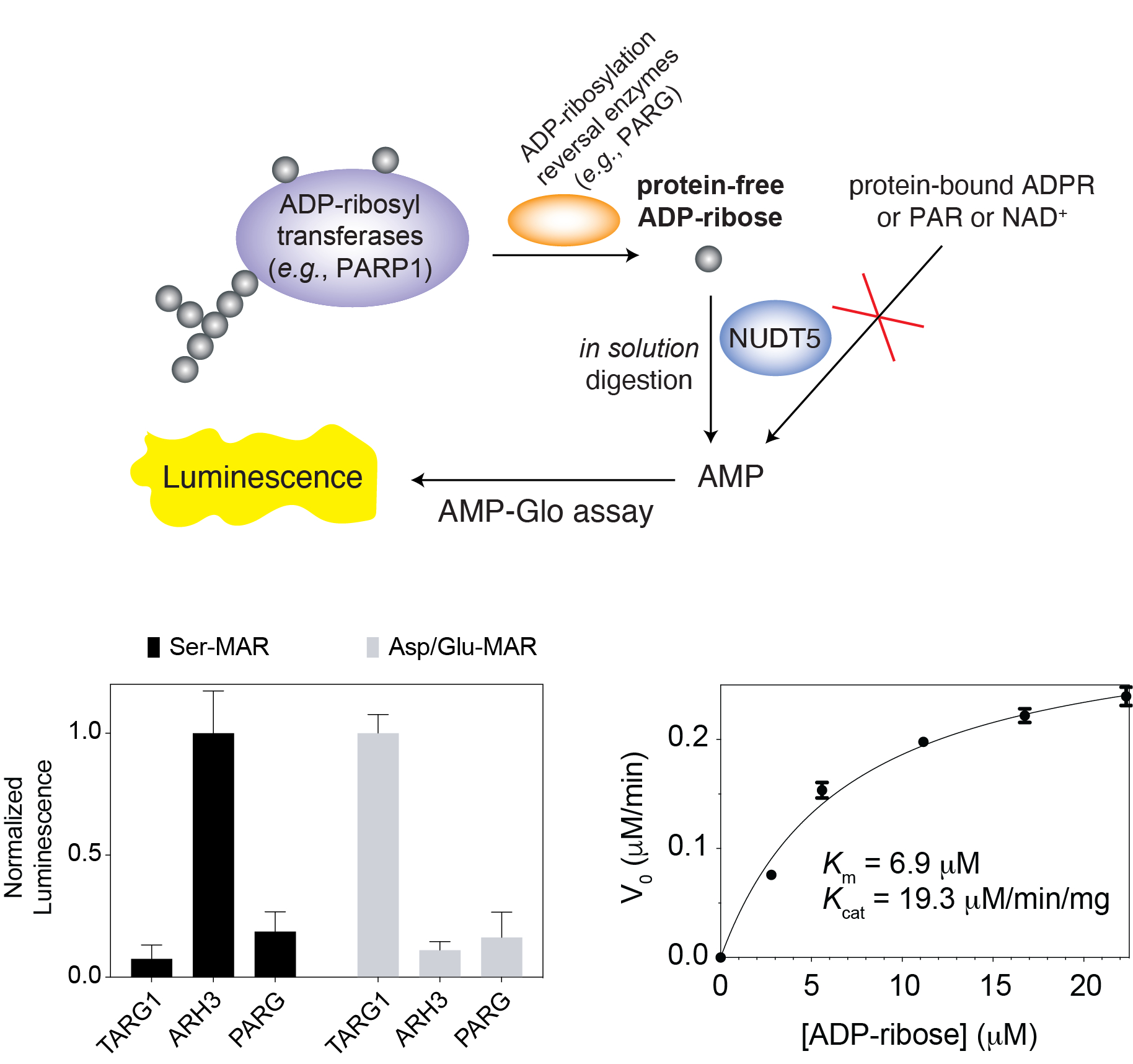 <b>Figure 2. Selective monitoring of protein-free ADP-ribose.</b>