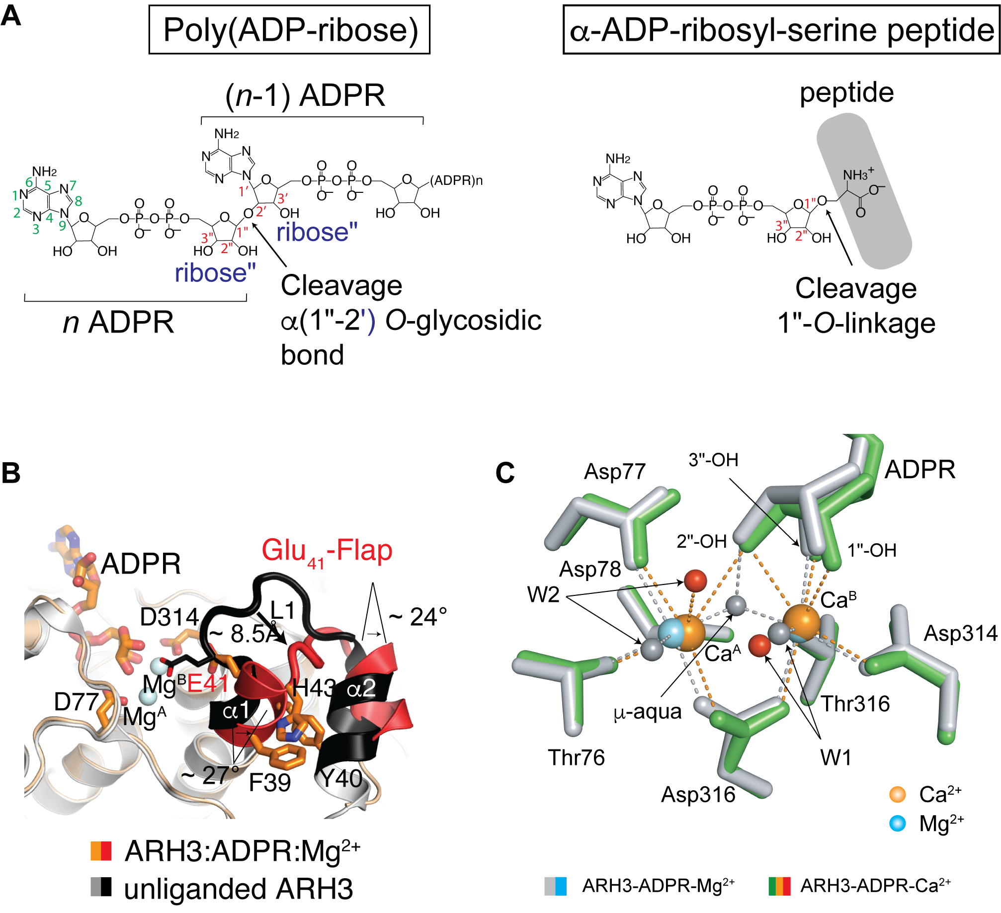 <b>Figure 1. Substrate and structure of human ARH3.</b>