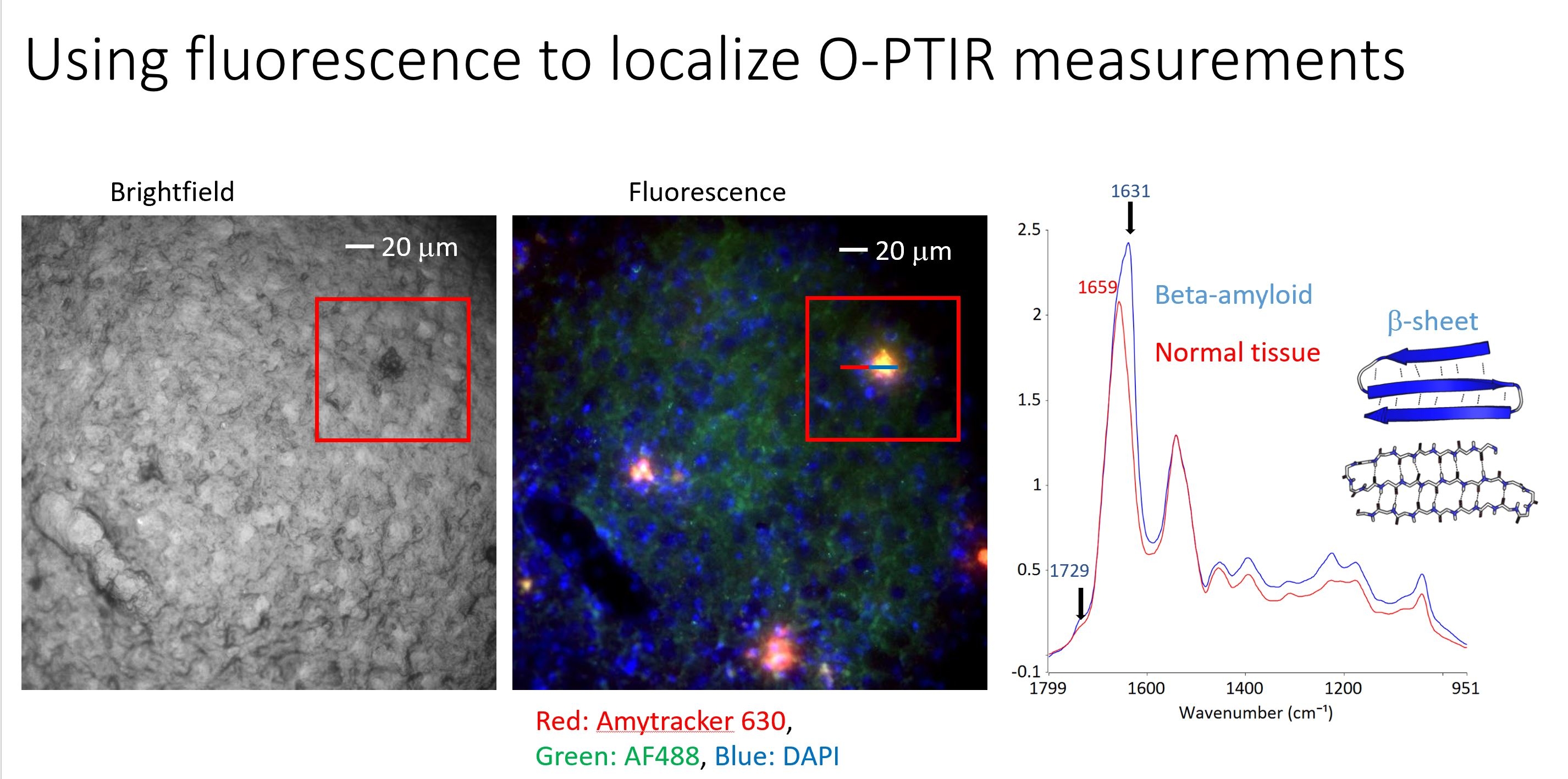 Enhanced multi-modal Optical-Photothermal Infrared (O-PTIR ...