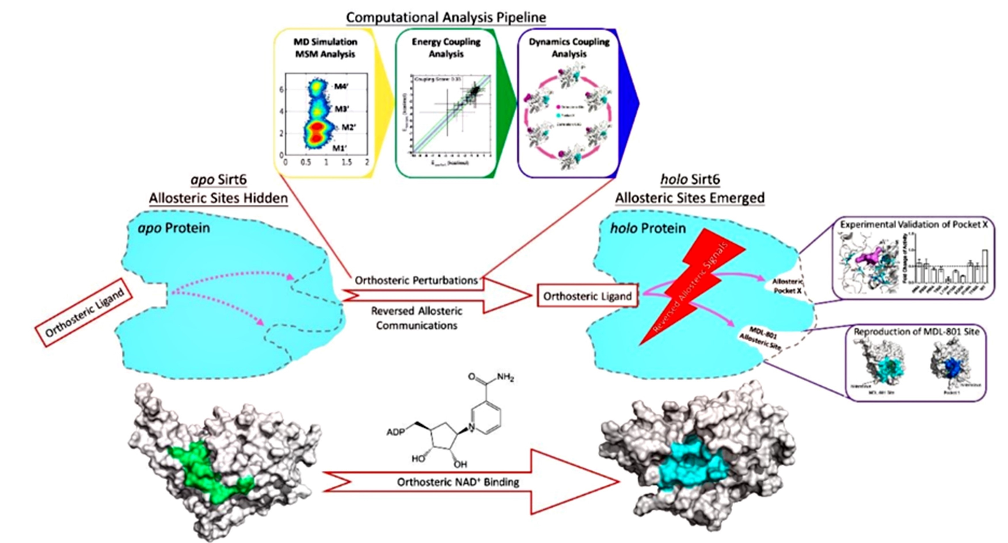 Reversed allosteric communication: Theory, methods and applications ...