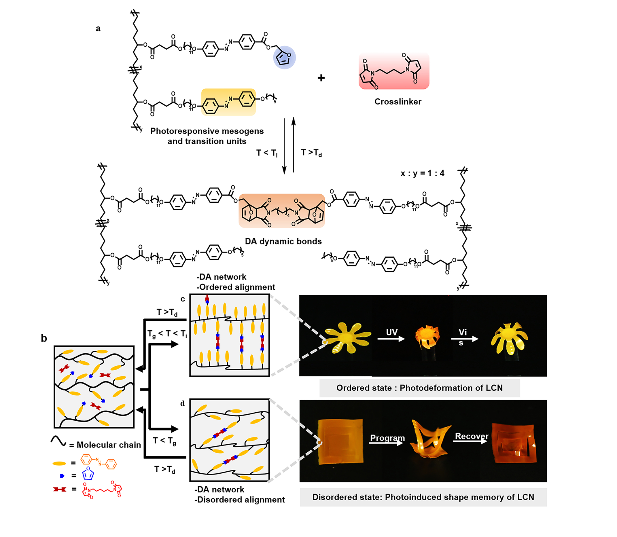 Multiple shape manipulation of liquid crystal polymers containing Diels ...