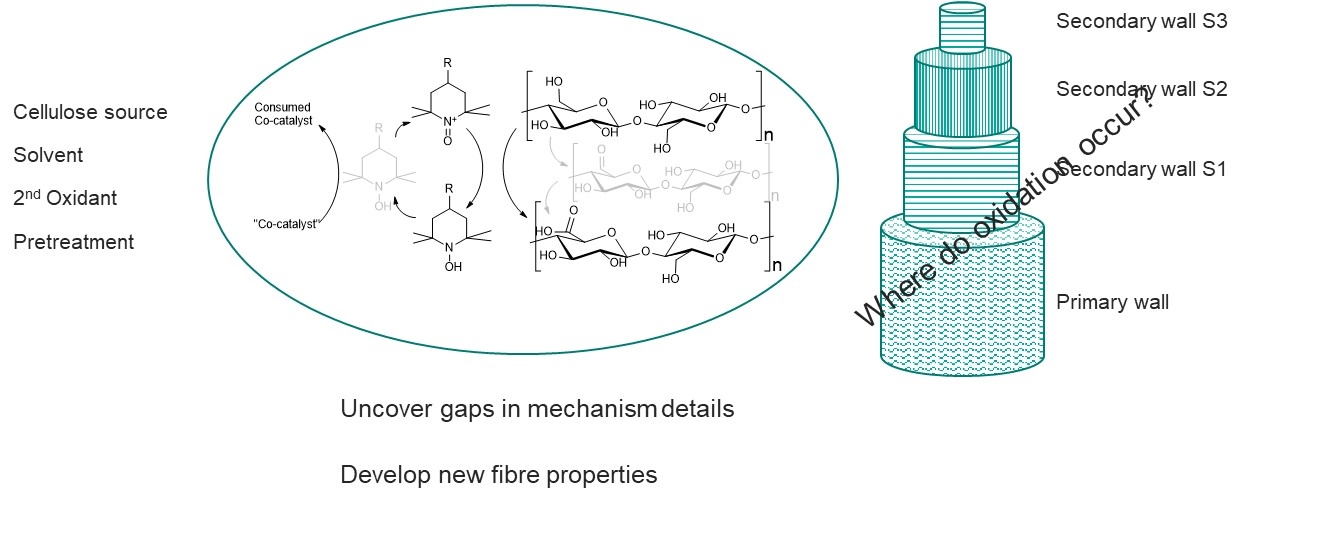 Influence on solvent and 2nd oxidant on TEMPO oxidation of cellulose ...