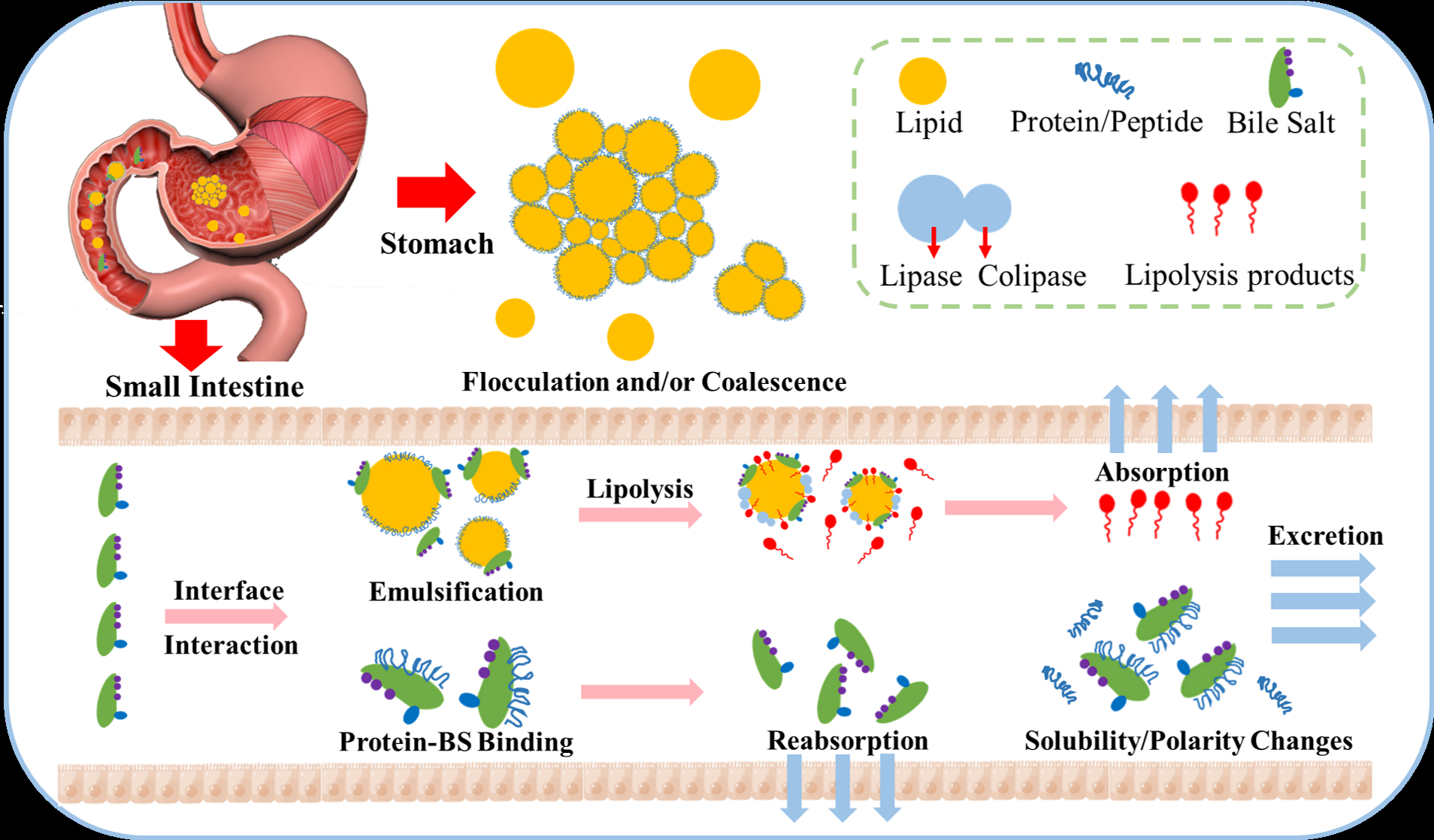 Proteins from different sources in a high-fat food matrix influence ...