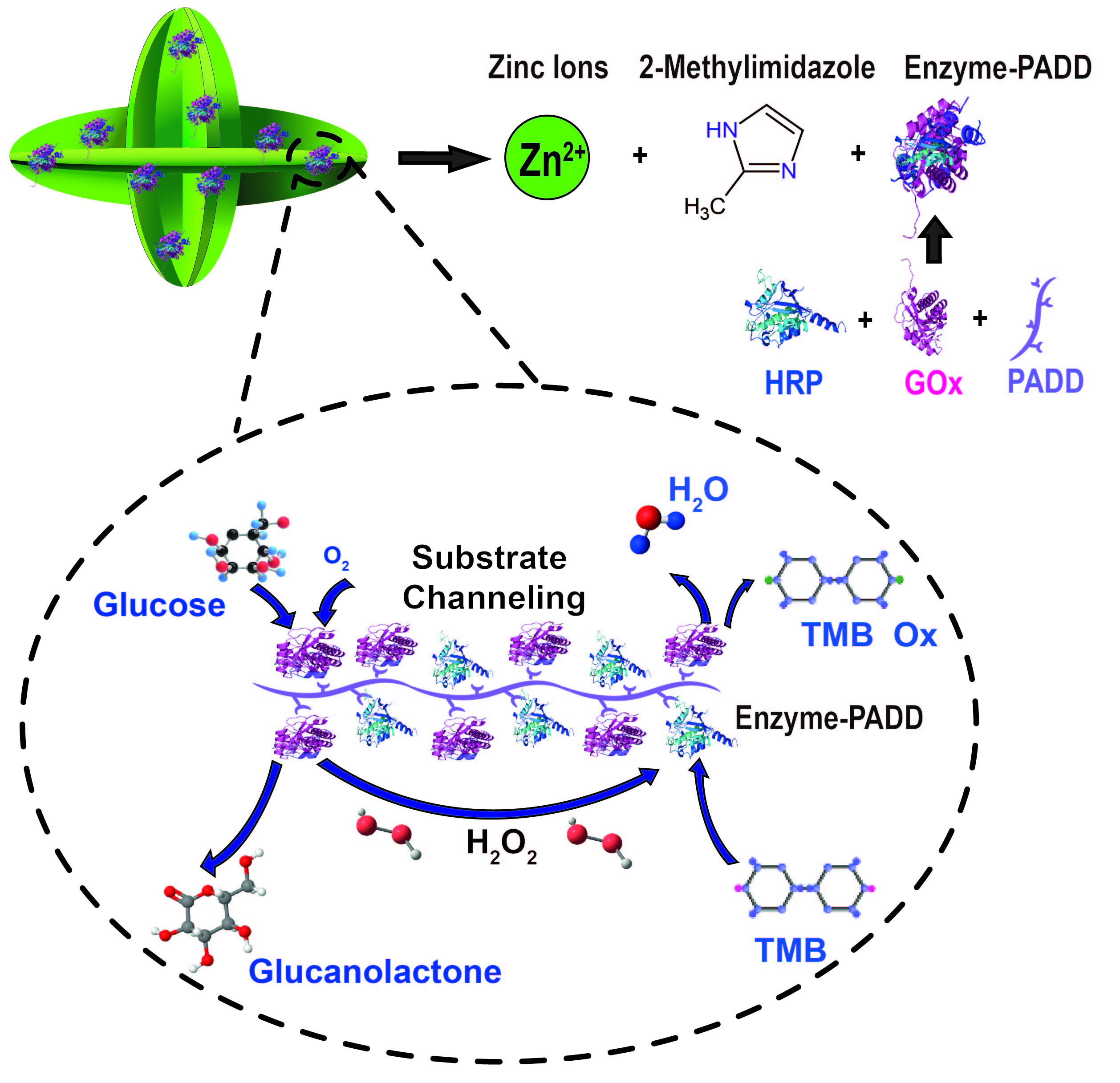 In Situ Immobilization of multi-enzymes for enhanced substrate ...
