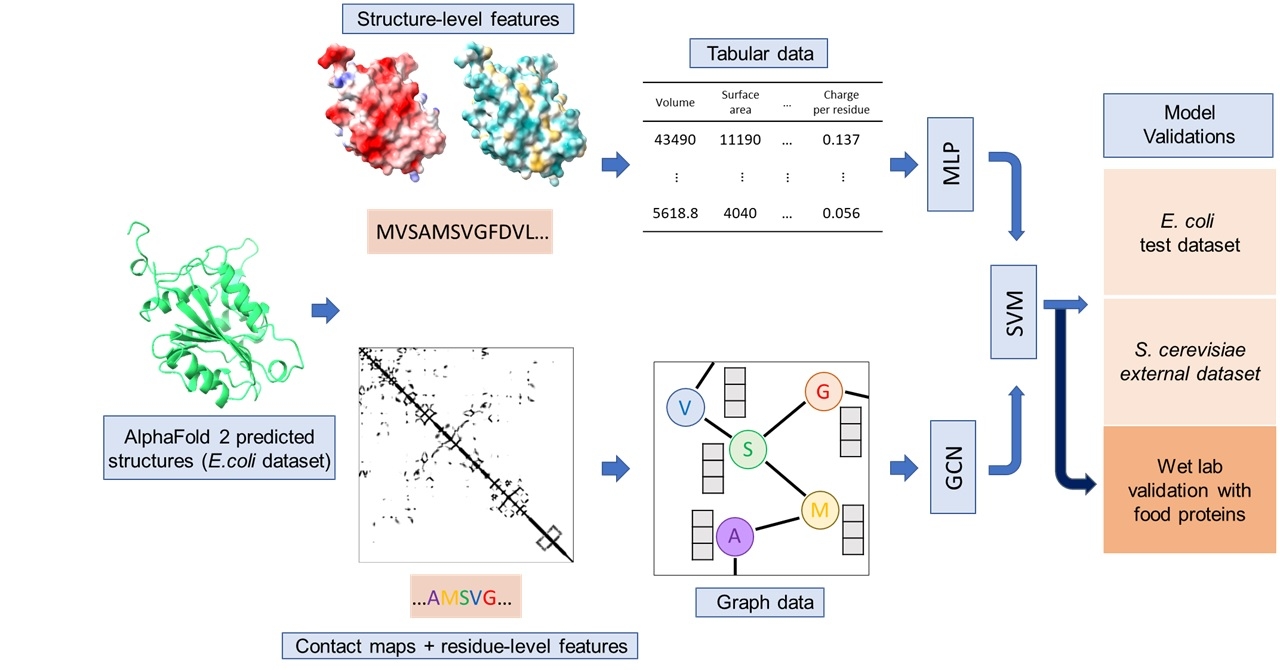 AlphaFold 2-based stacking deep learning model for protein solubility ...