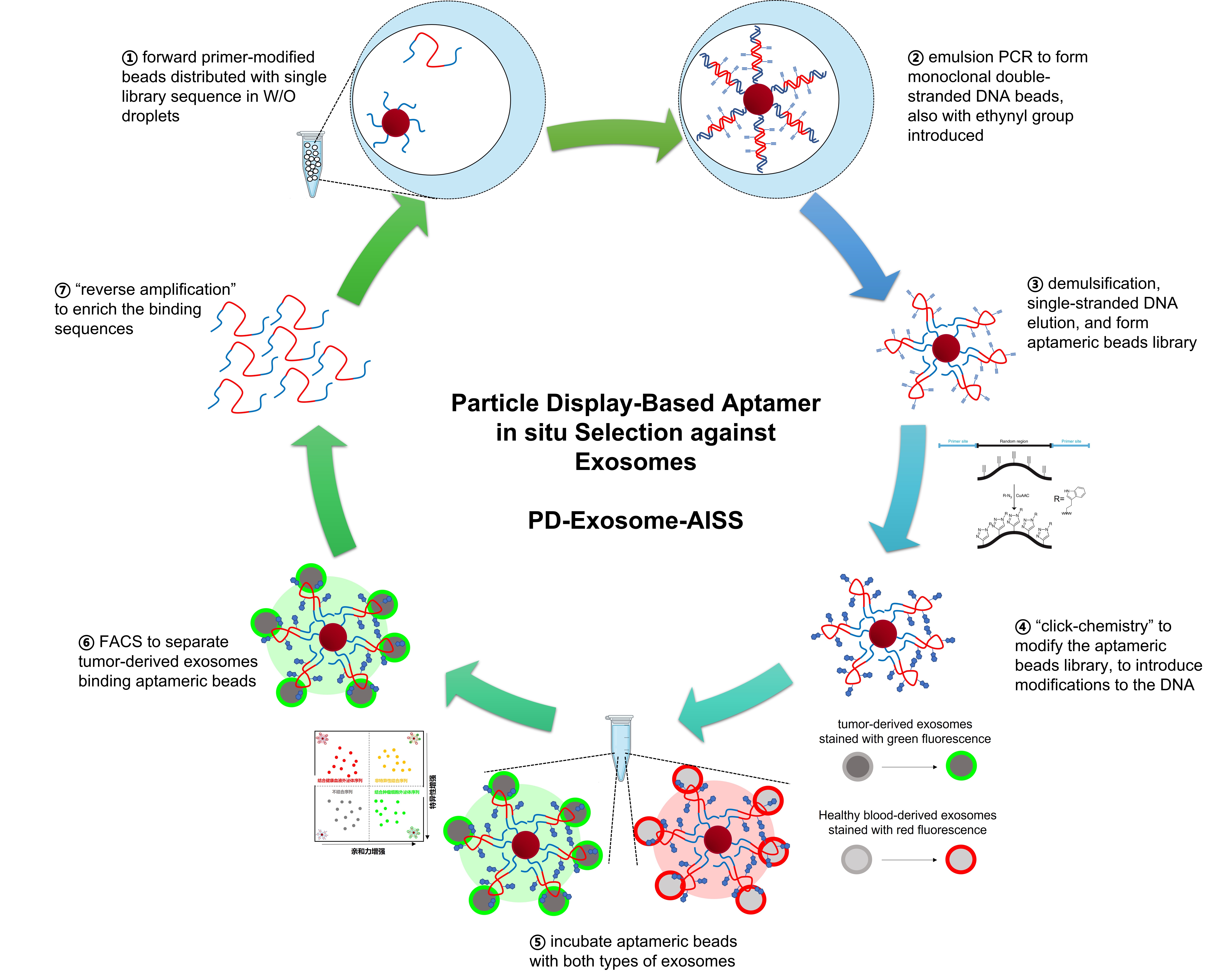 Particle display-based aptamer in situ selection for exosome surface ...