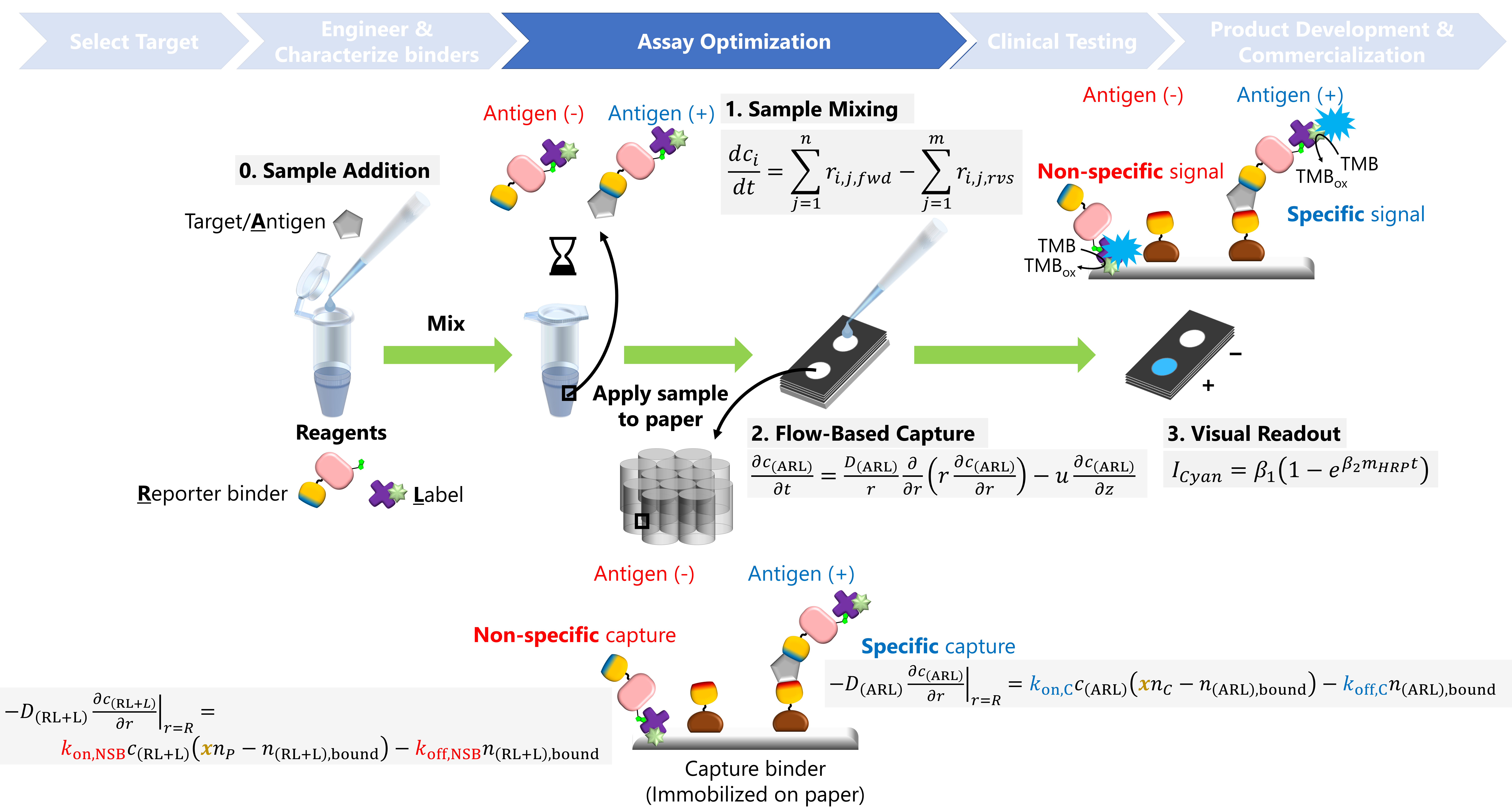 Accelerating assay development through rational protein engineering and  physical modeling - American Chemical Society