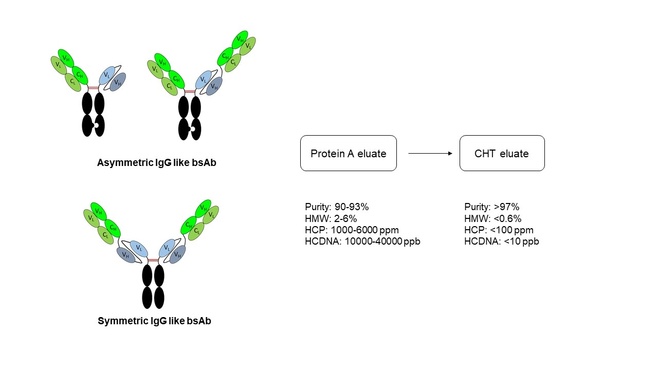 Leveraging multimodal resin for effective polishing of both asymmetric and  symmetric bispecific antibodies - American Chemical Society