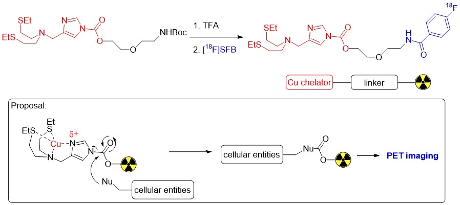 Radioactive activity-based copper sensing probe for in vivo imaging ...