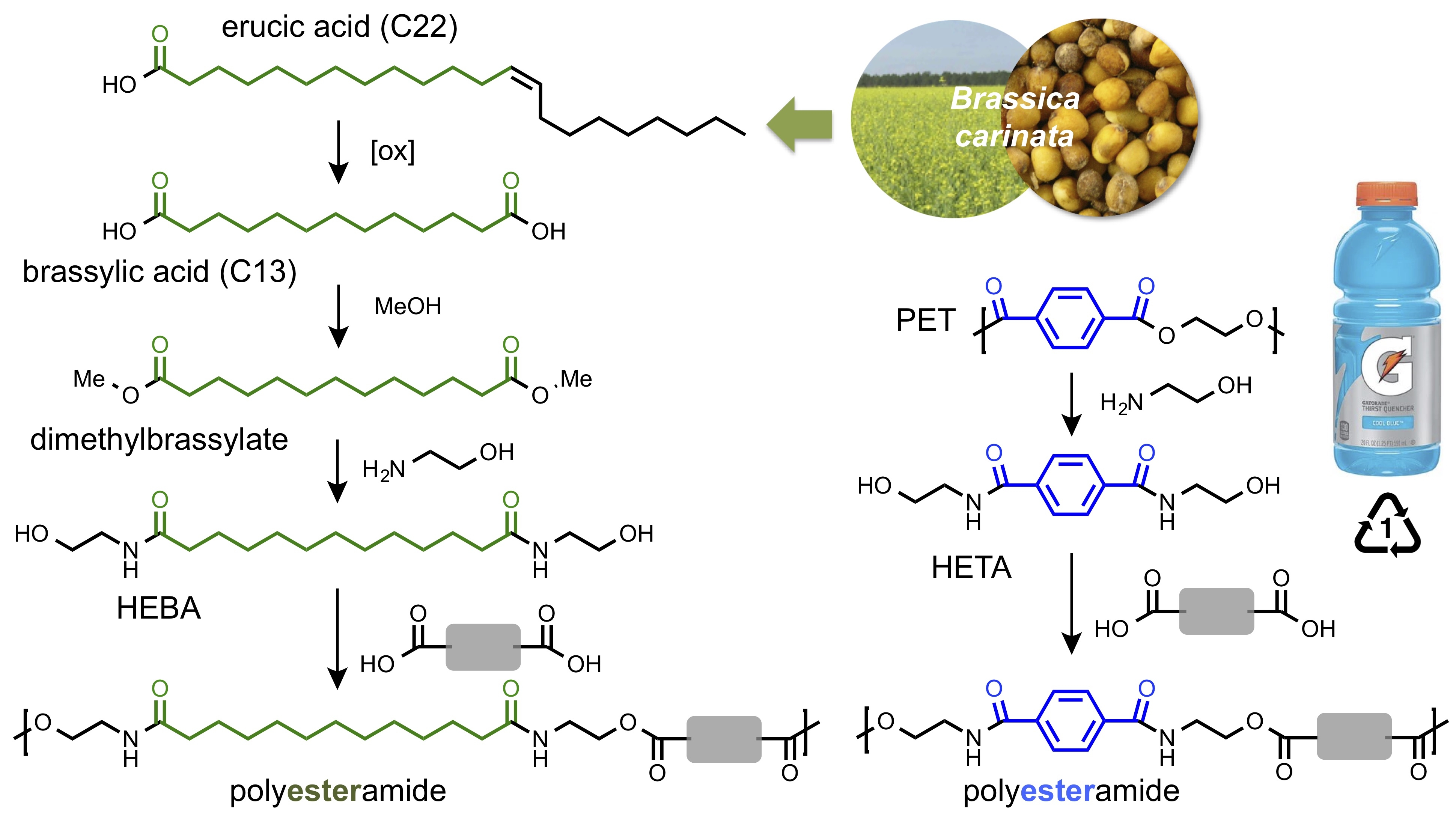 Polyesteramides are produced from copolymerizing <i>bis</i>-hydroxyethylbrassylamide (HEBA) or <i>bis</i>-hydroxyethylterephthalamide (HETA) with diacids.  The amide functionality contributes to high melting temperatures or high glass transition temperatures while the ester functionality contributes to water-degradability or facile chemical recycling.