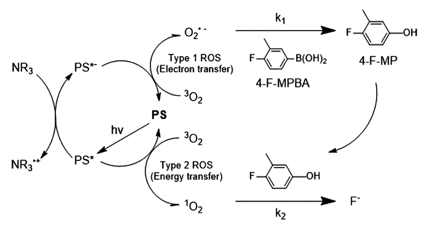 Differentiation of superoxide radical anion and singlet oxygen and ...